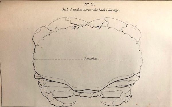 (*NEW ARRIVAL*) (Shellfish) Buckland, Frank, Spencer Walpole, J. A. Blake, et al. Reports of the Crab and Lobster Fisheries of England and Wales, Scotland, and Ireland Cheap