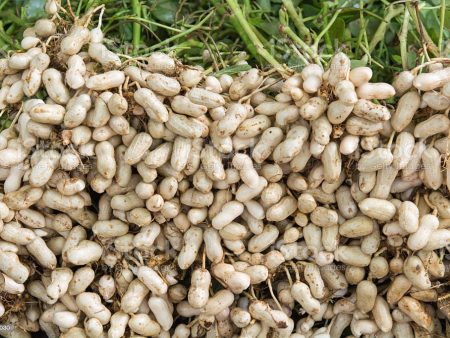 Fresh Groundnuts (Raw) Online Sale