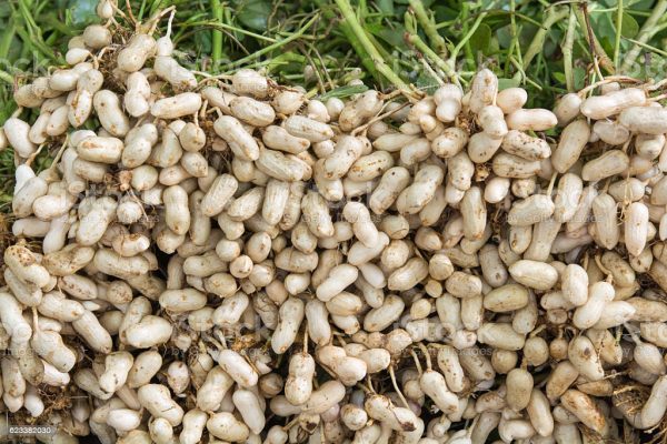 Fresh Groundnuts (Raw) Online Sale