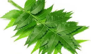 Fresh Neem Leaves 50g apprx. (Pre-order) For Discount