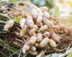 Fresh Groundnuts (Raw) Online Sale