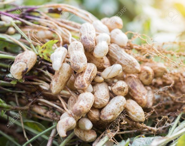 Fresh Groundnuts (Raw) Online Sale