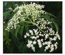 Fresh Neem Flowers 10g apprx. (Pre-order) Online Sale