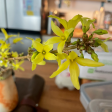 Forsythia Syrup For Cheap