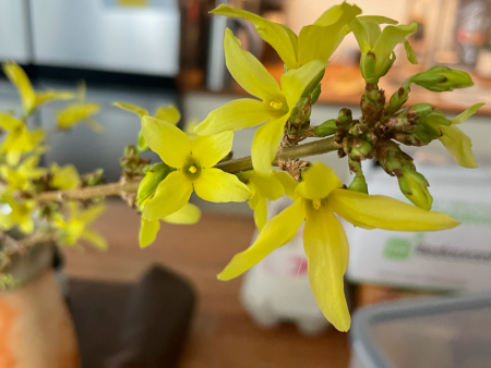 Forsythia Syrup For Cheap