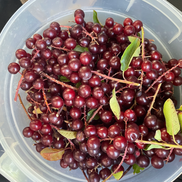 Chokecherry Jelly on Sale