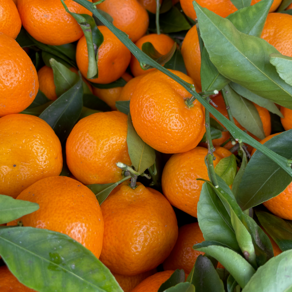 Candied Mandarins For Sale