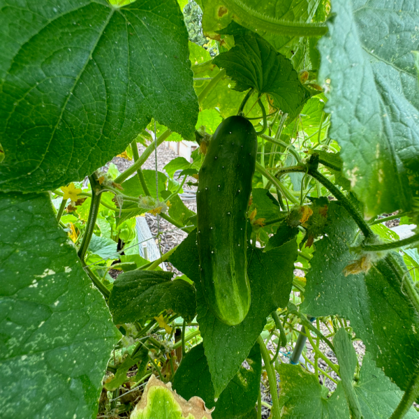 Cornichon (Cucumber) Pickles Cheap