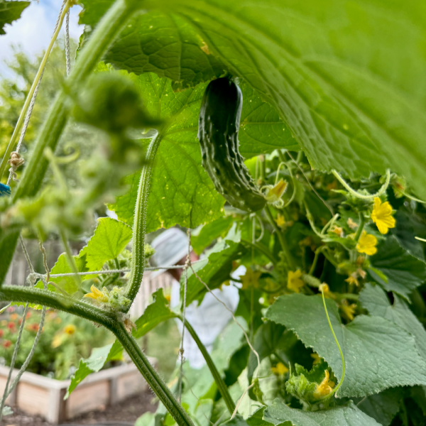 Cornichon (Cucumber) Pickles Cheap